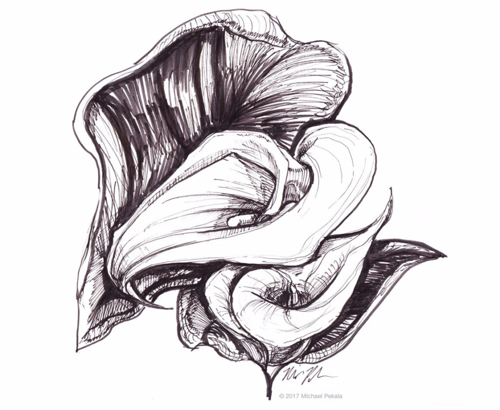 Calla Lilies