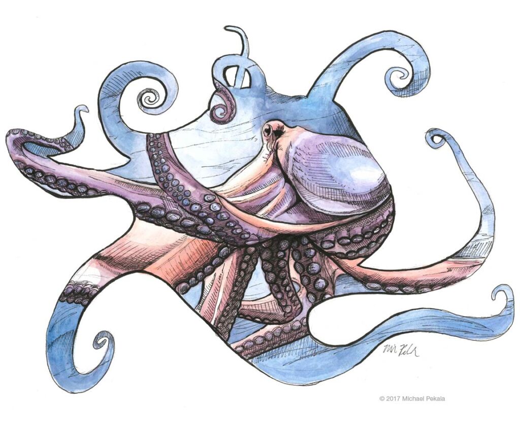 The Octopus
