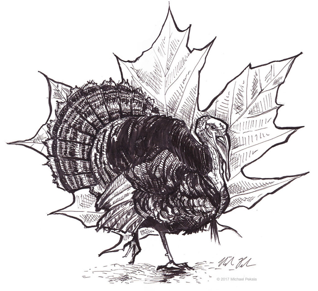 The Turkey