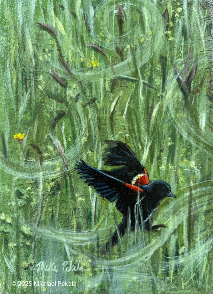 red-winged blackbird