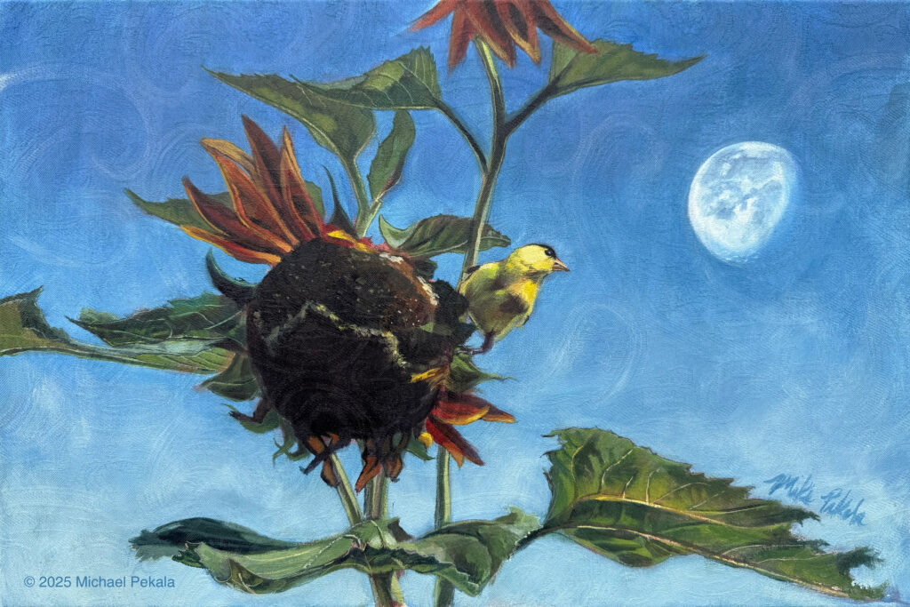 Goldfinch on Sunflower