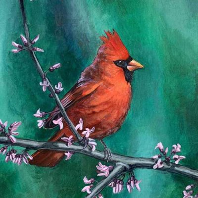 Cardinal in Spring