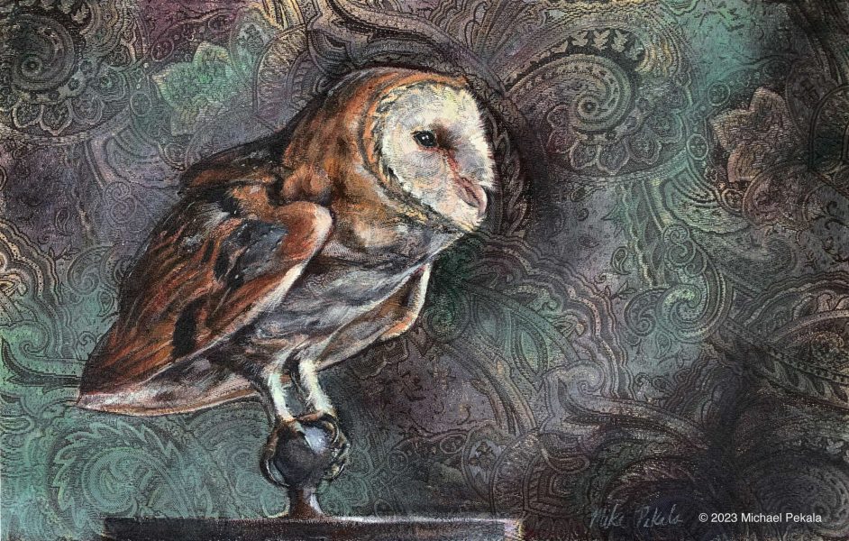 Barn Owl: A Forward gaze