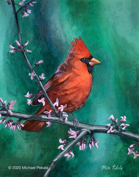 Cardinal in Spring
