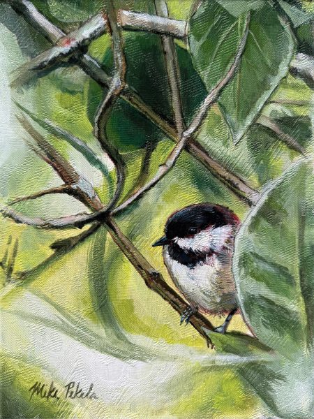 Black-capped chickadee
