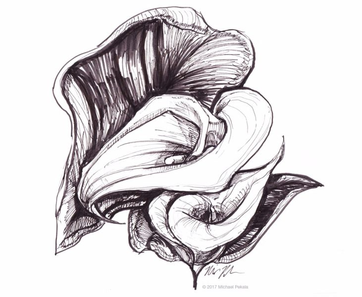 Calla Lilies